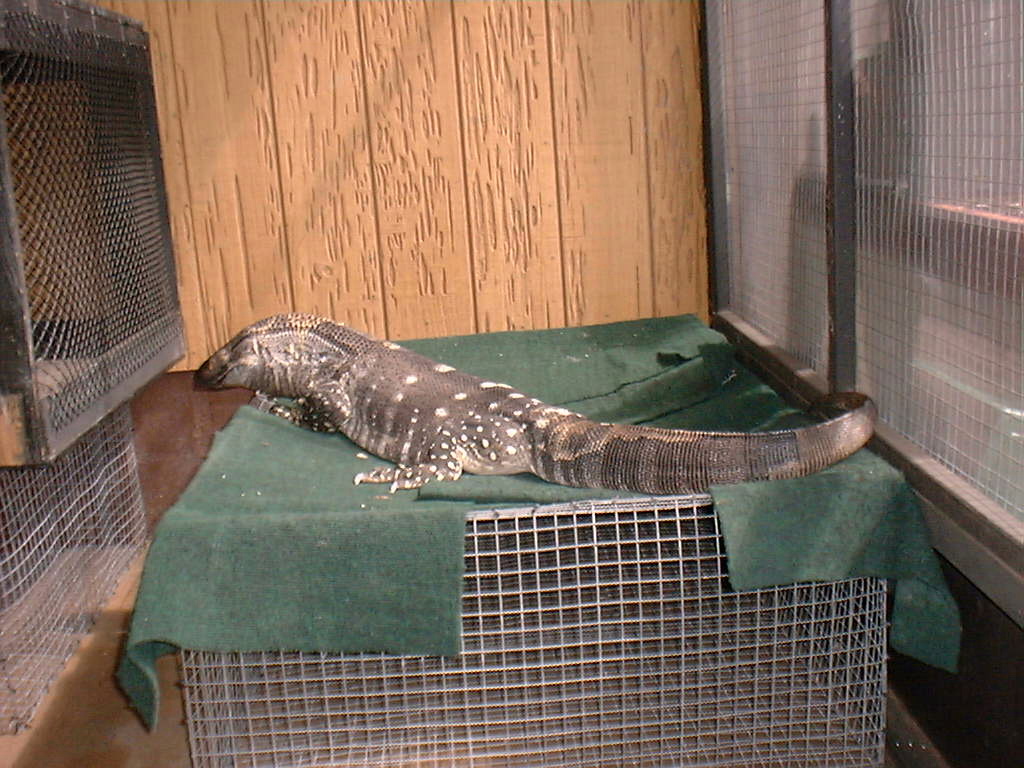 Gabriel, using the cages I built for the Savannah monitors and iguanas as his own personal throne.