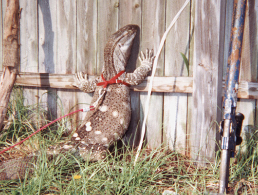 Gabriel catches some sun while out for a walk in the back yard.
