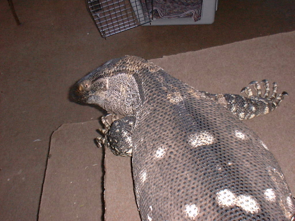 Gabriel gets ready to leave on a trip. That's not actually his travel crate in the background - his was much larger.
