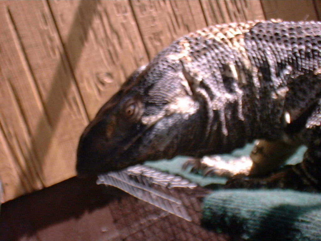 Gabriel basks on "his" porch.