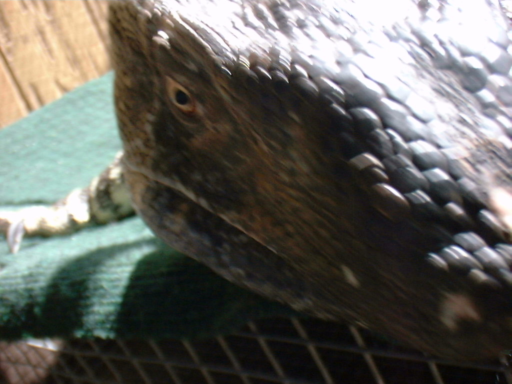 I had a hard time getting good pictures of Gabriel. he'd always swing his head around to see what I was doing.