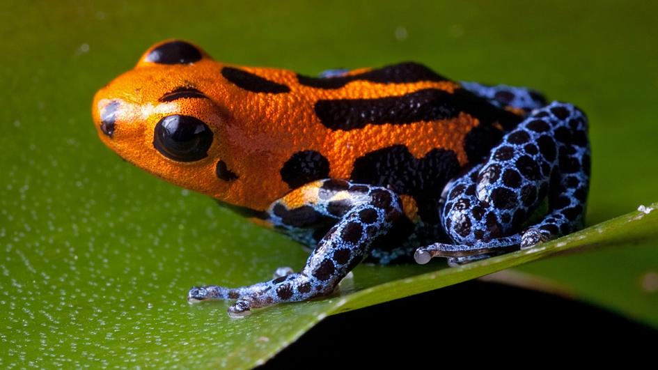 poison-dart-frog-orange-blue.adapt.945.1.jpg