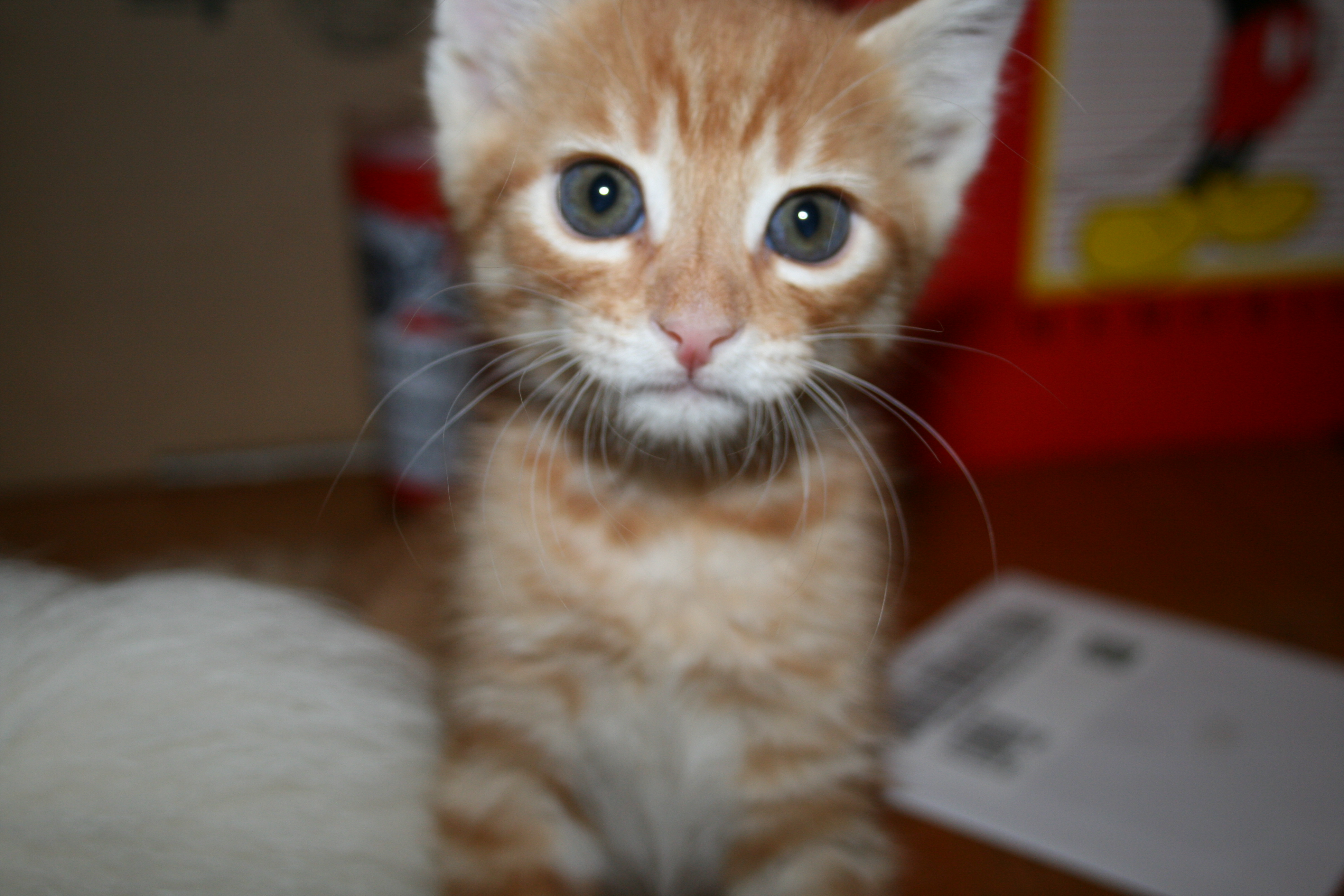 kitty 038.JPG