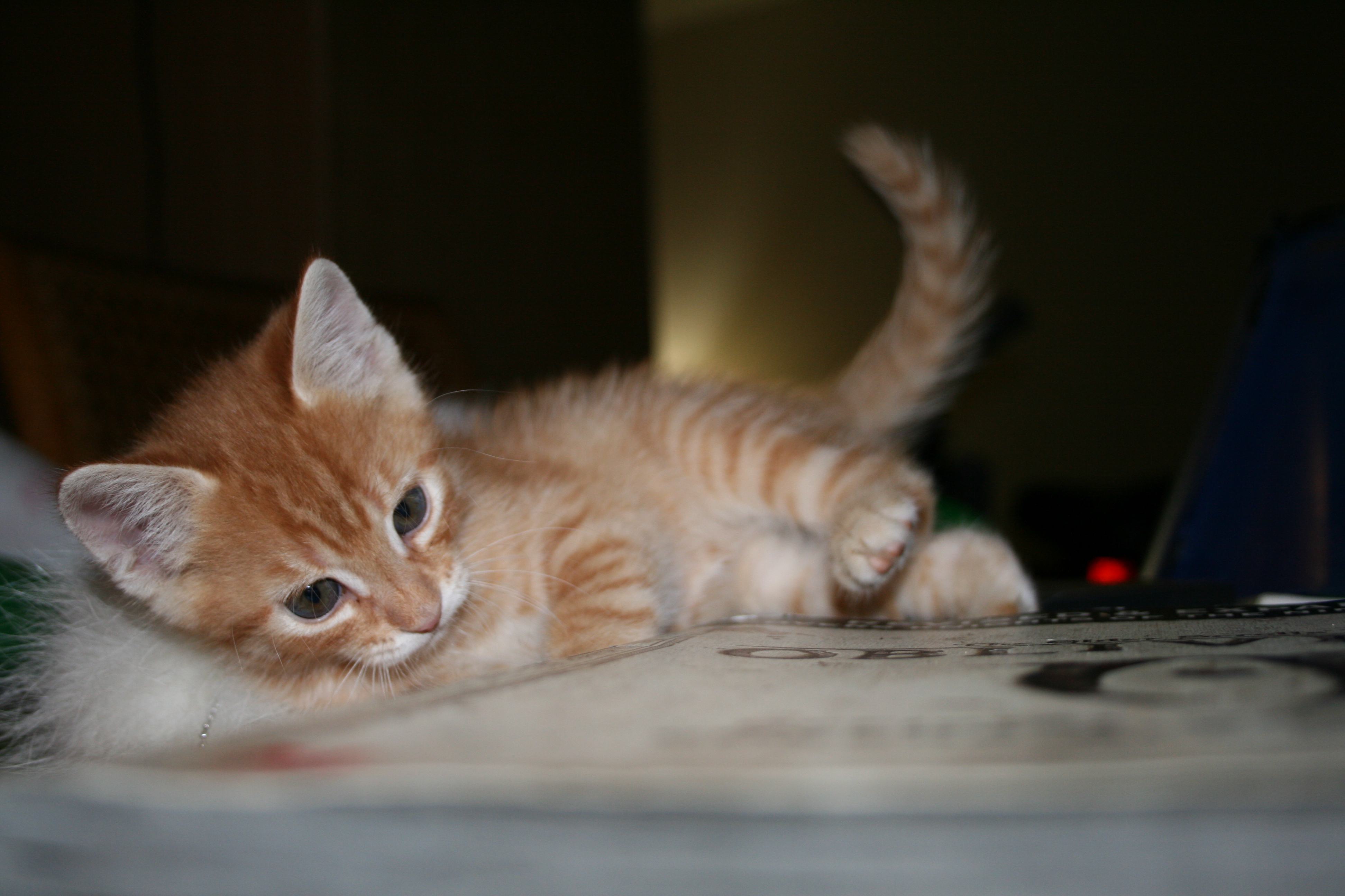 kitty 051.JPG