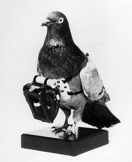 pigeon-photographers2.jpg