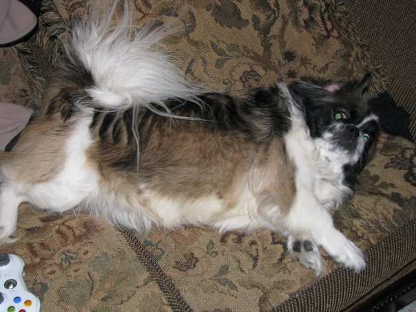 Truffles on the Couch.jpg