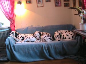 The Dogs Have A Cosy Time In The Sofa ^^