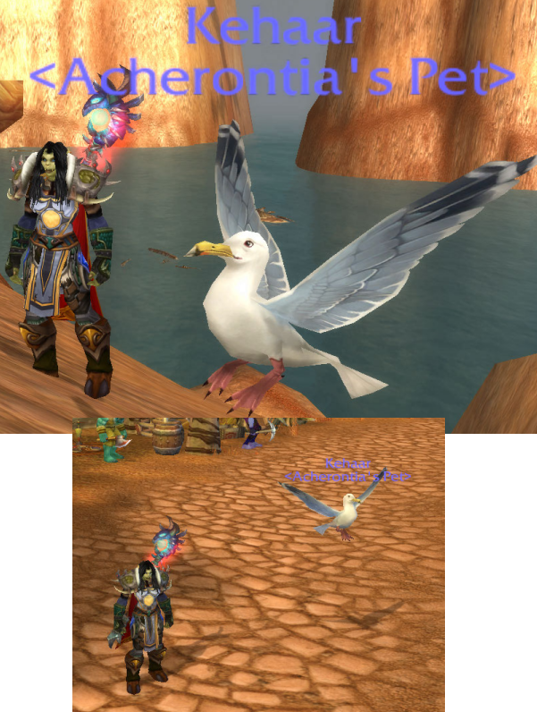 Seagull.png