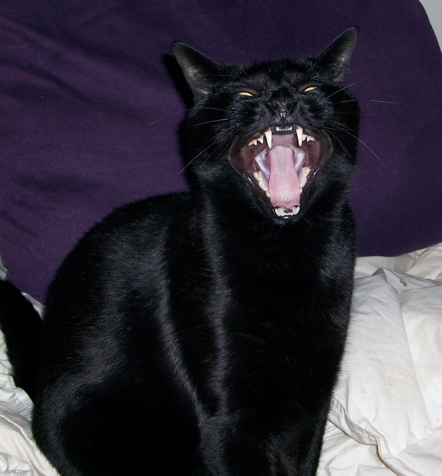 I am Kira, Hear me roar!.jpg
