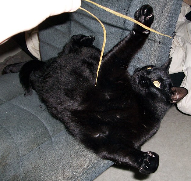 I surrender! Don't let it hurt me! (sm).jpg