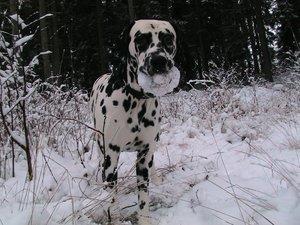 Snowball dog ^^
