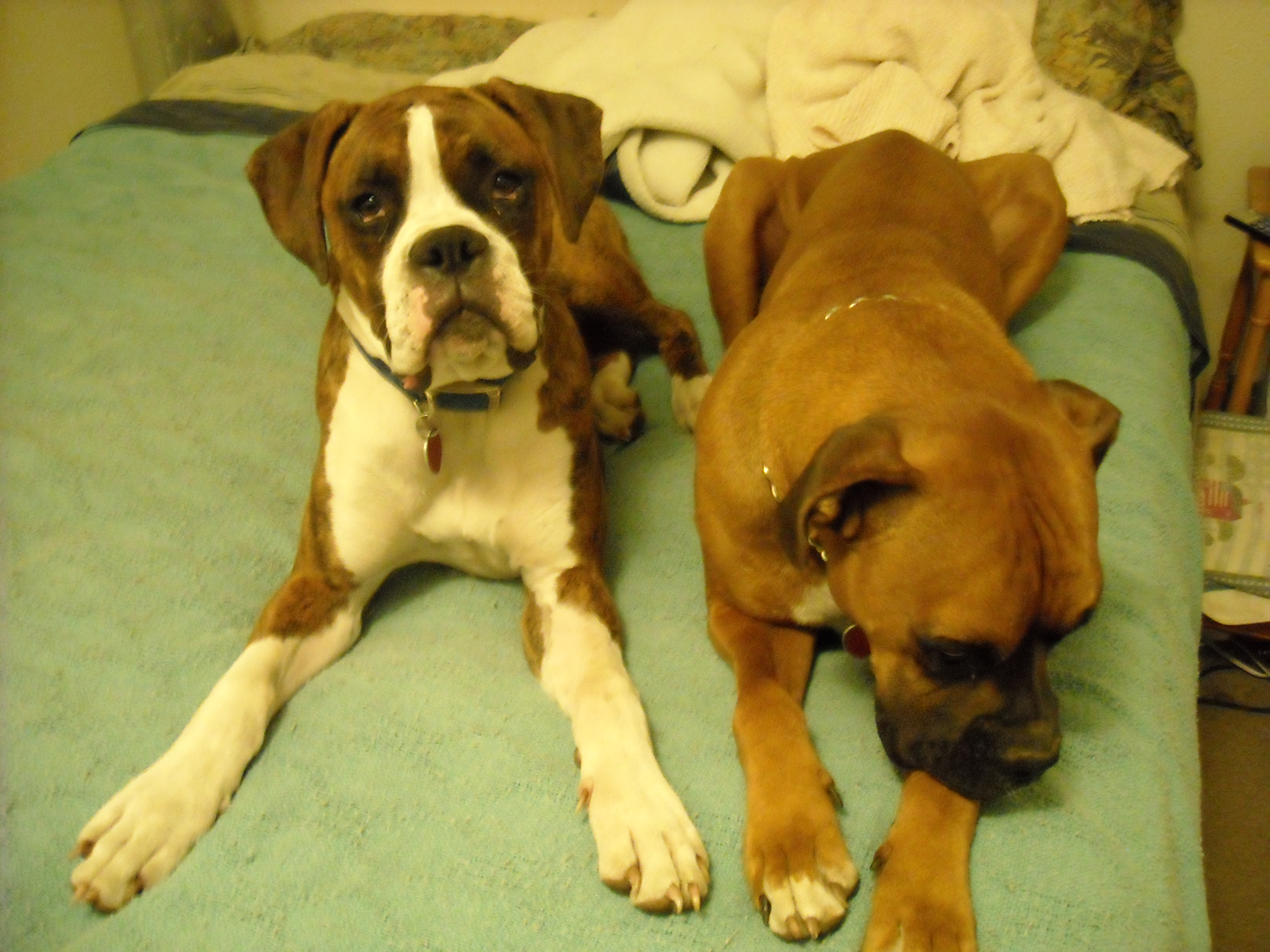 Sampson's First Day 016.JPG