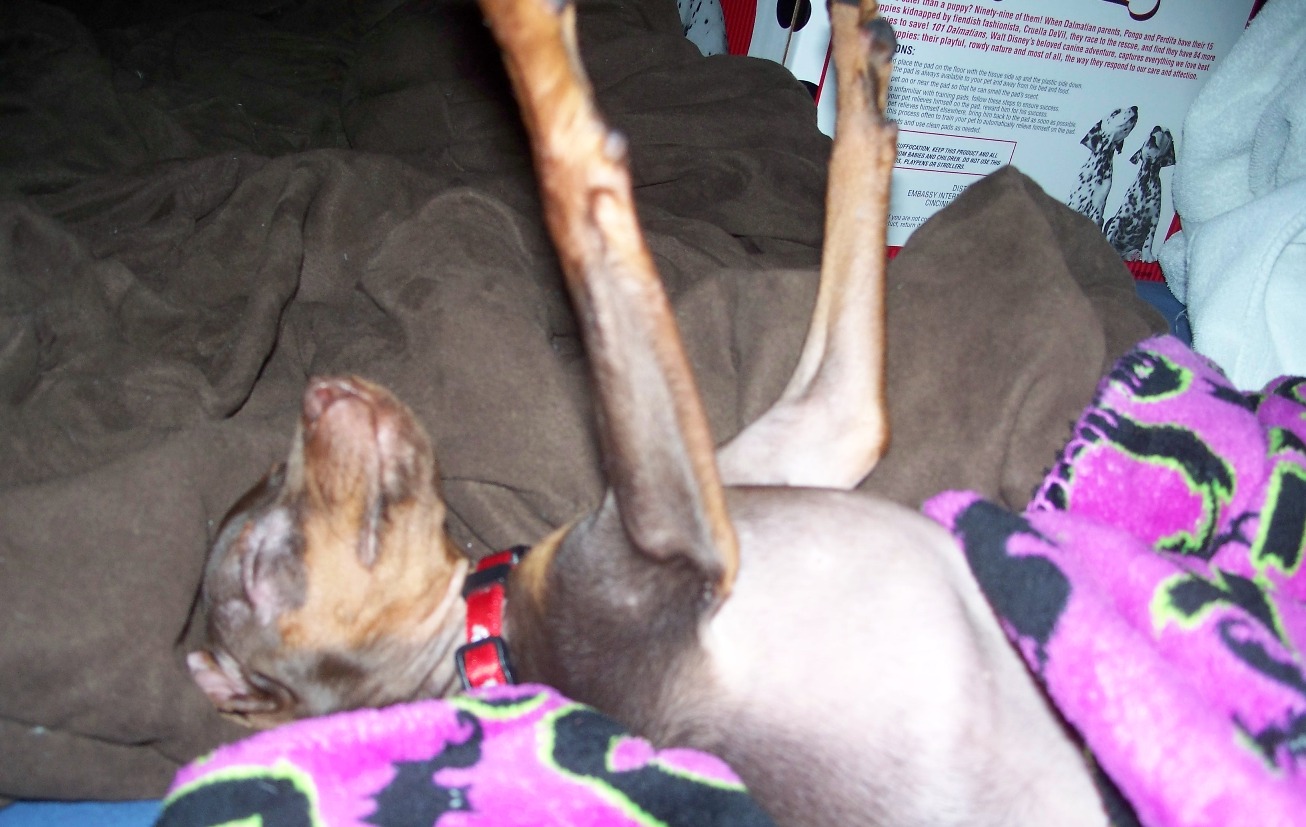 Dracula dog.