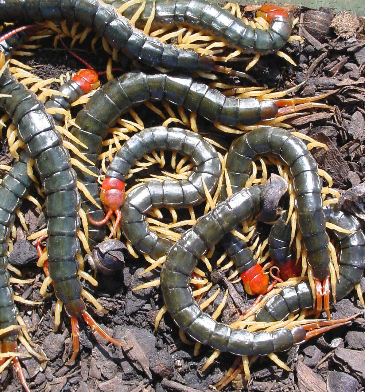scolopendra subspinipes mutilans.jpg