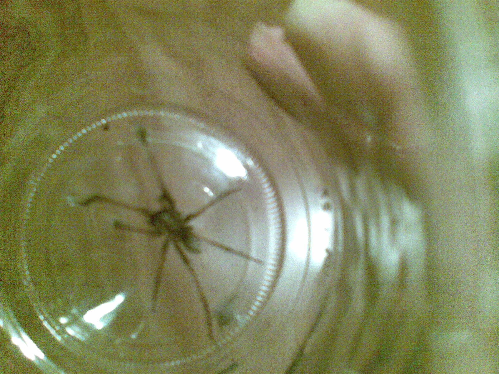 Spider1 - 02102007.jpg
