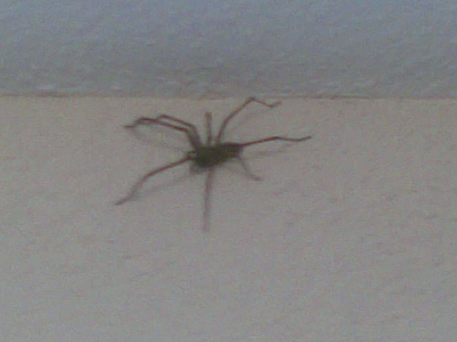Spider3 - 02102007.jpg