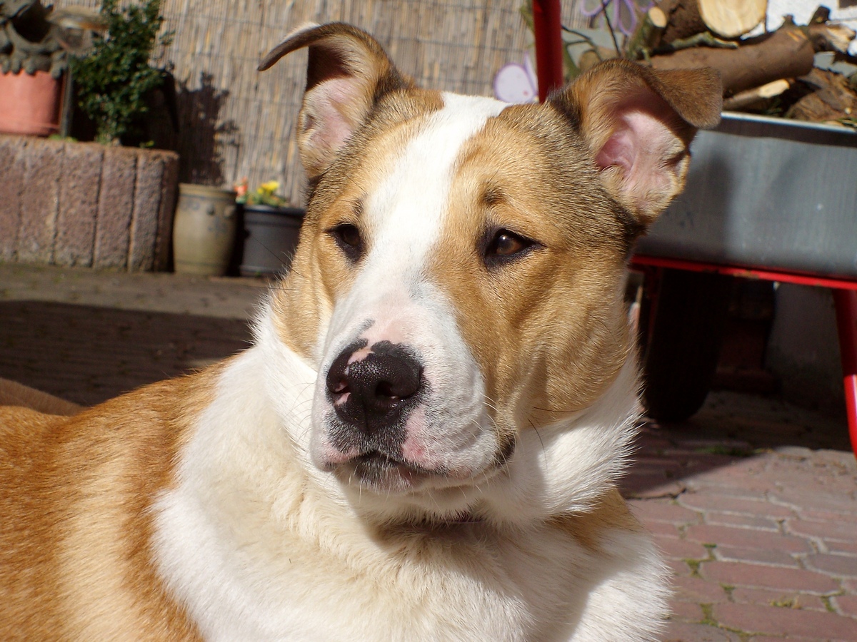 Thori chillin in the spring .