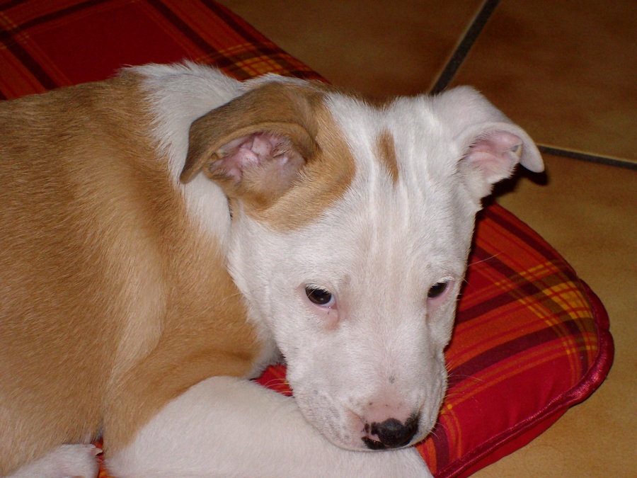 Sumo 10 weeks