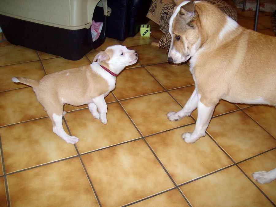 Thori and Sumo playing