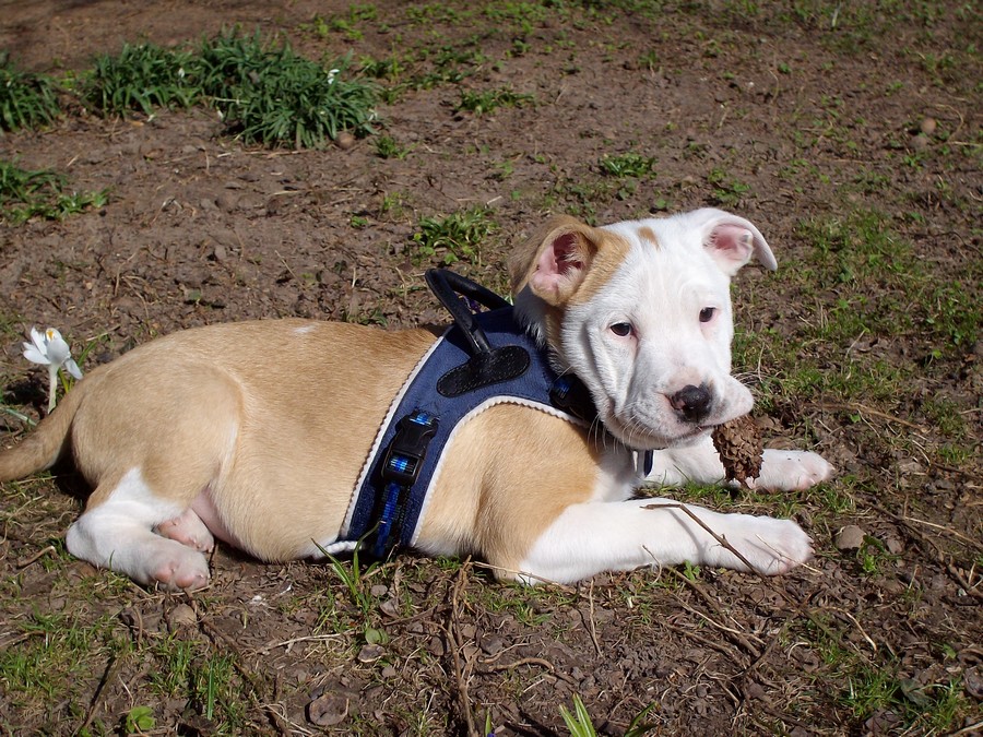 Today in the garden , isnt he cute :) ?