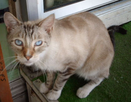 Buster, my dad's cat. He adopted us. We think he was the cat of some old people cause he's declawed/neutered lol
