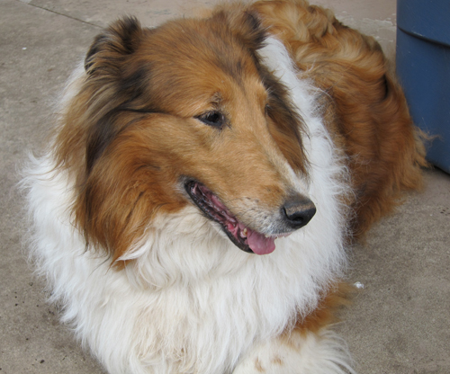 Lassie &quot;Lassie Lou&quot;