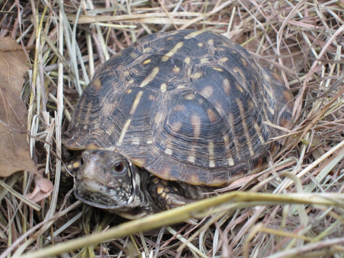 One of our younger ornate box turtles (female)