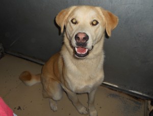 Golden lab.jpg