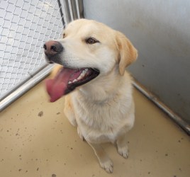 goldlab2.jpg