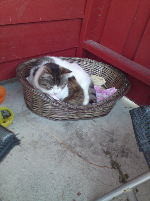 Kittymom with baby