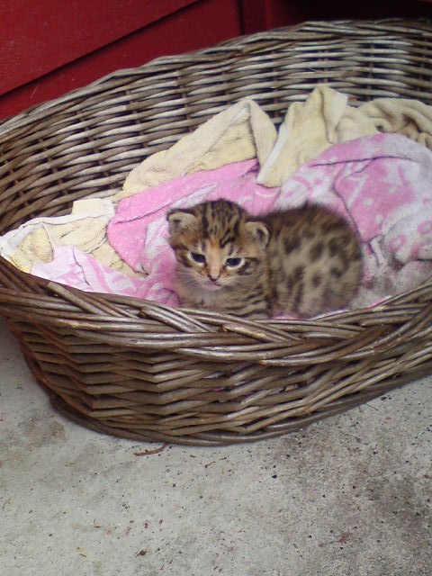 Kitty