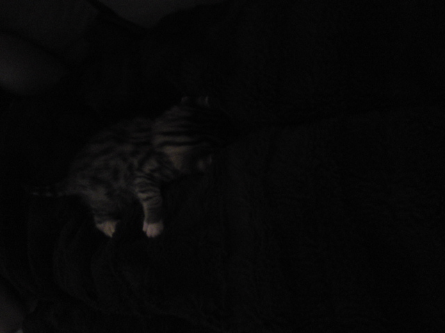 Faceplant-kitty